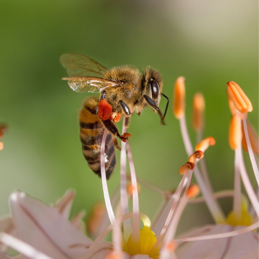 Az EU véget vetne a méhek pusztulásának