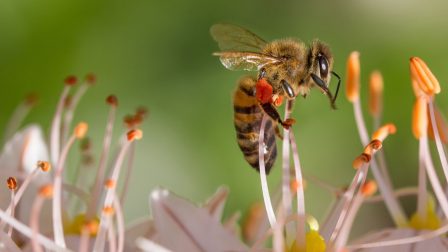 Az EU véget vetne a méhek pusztulásának