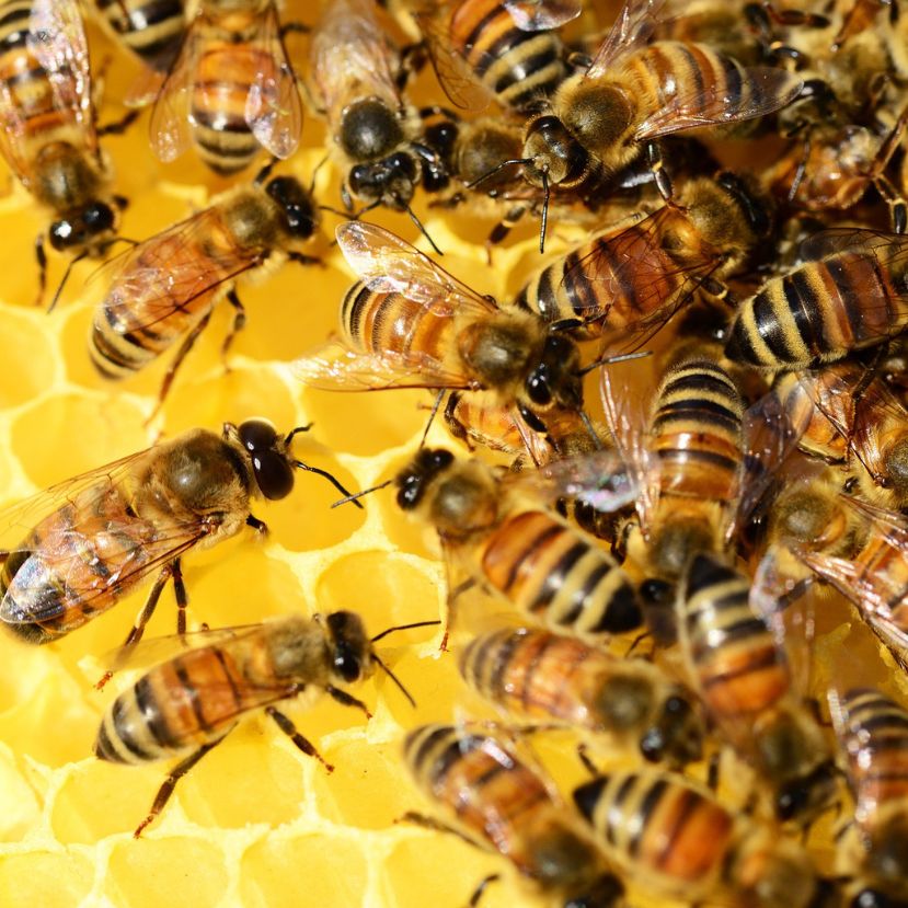 A méhészet kulcságazat a magyar mezőgazdaságban