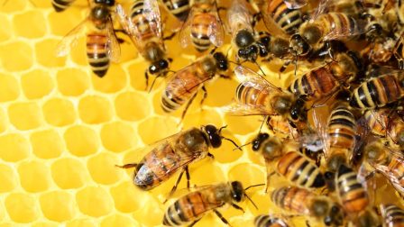 A méhészet kulcságazat a magyar mezőgazdaságban
