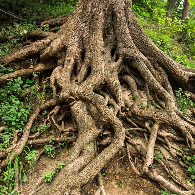 Fák gyökerei vezettek tömeges kihaláshoz?