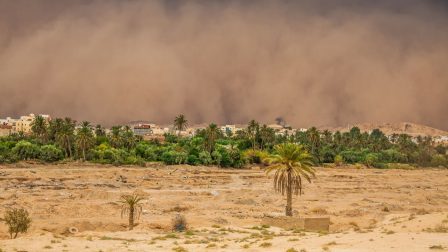 Irak 5 millió fát ültet az éghajlatváltozás súlyos hatásai elleni küzdelem érdekében