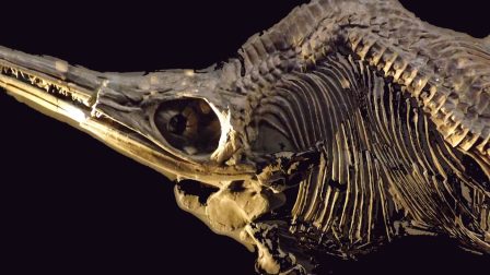 A dinoszauruszok korának legrégebbi tengeri hüllőjét találták meg a sarkvidéki szigeten