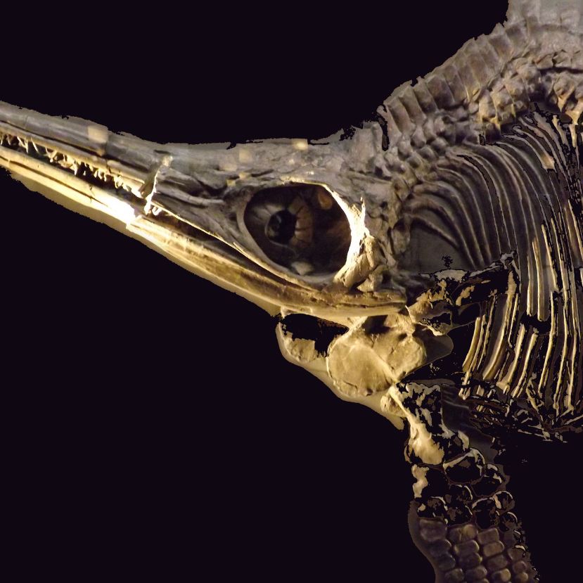 A dinoszauruszok korának legrégebbi tengeri hüllőjét találták meg a sarkvidéki szigeten