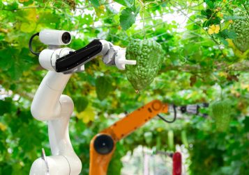 Mezőgazdasái robot szüretel