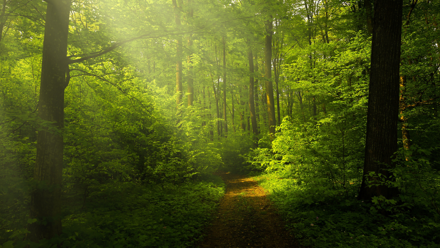 50 ezer hektár új erdő Magyarországon