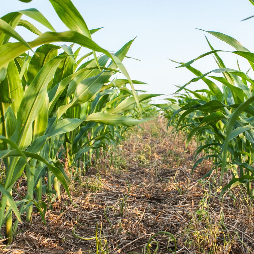 Kiütéssel győzött a szerves trágya a műtrágya ellen