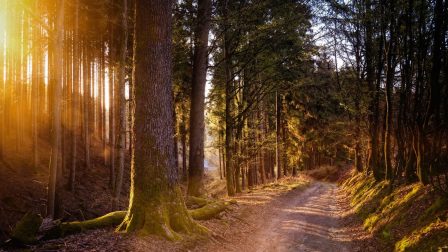 Az erdők napja után kezdődik a tavaszi nagytakarítás