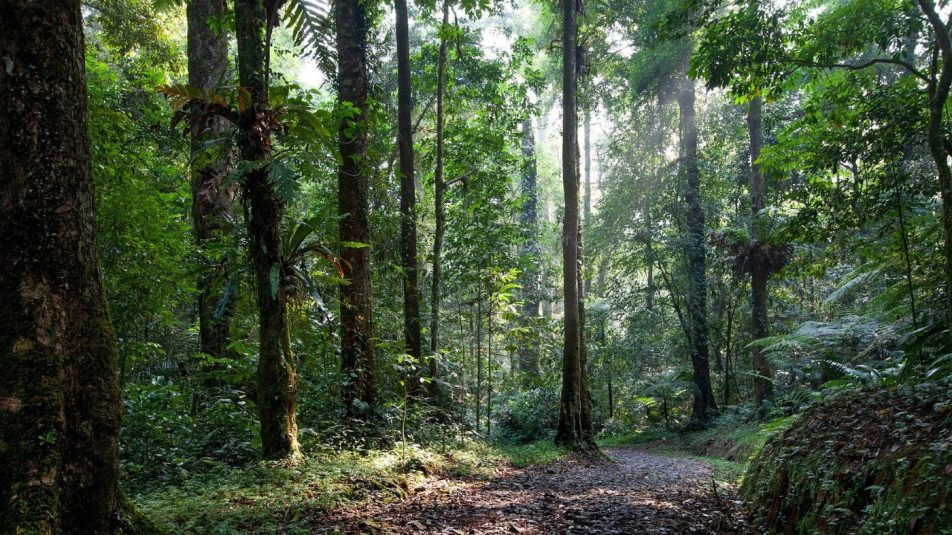 Gaboni klímakonferencia: esőerdők nélkül megfulladna a Föld