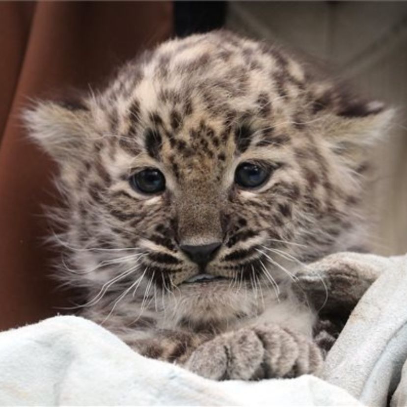 Perzsa leopárd született a Miskolci Állatkertben