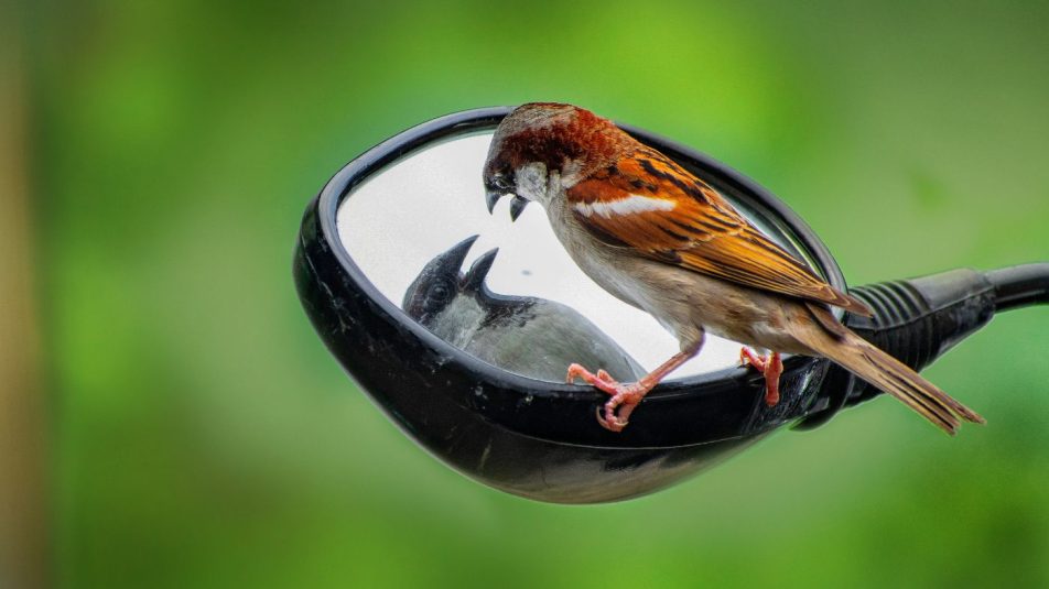Könnyen kezelhető az ablakokat és visszapillantó tükröket támadó madarak problémája