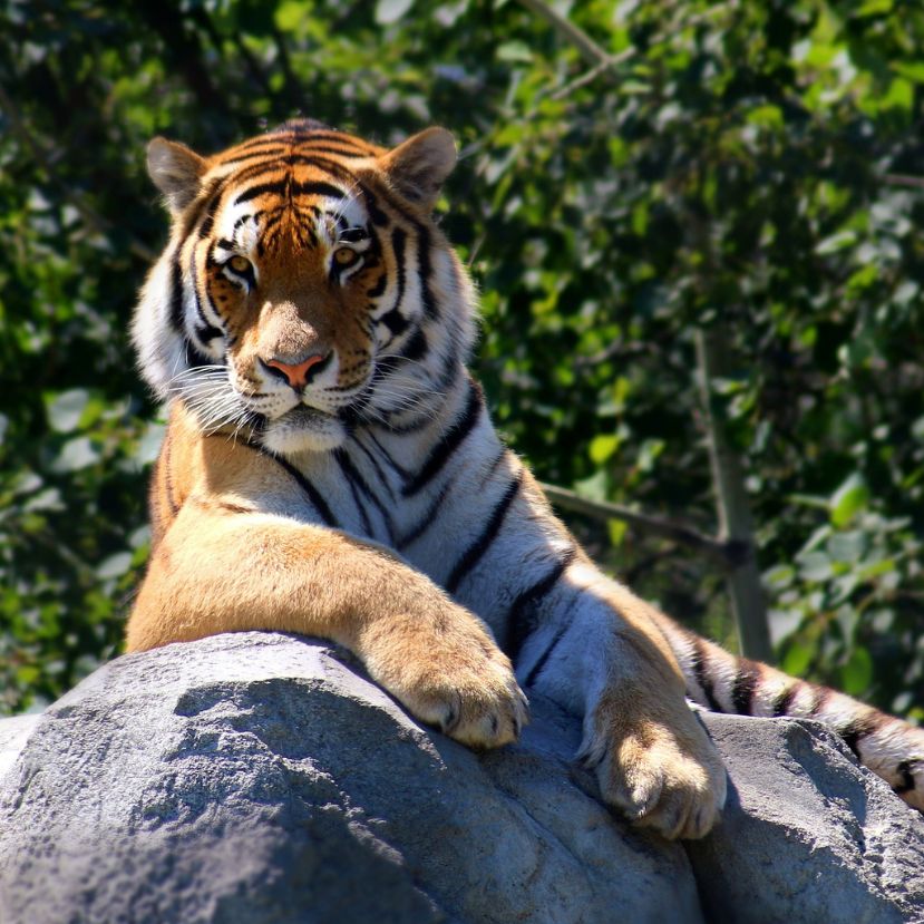 Vadvilág nap a budapesti állatkertben  