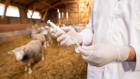 A mezőgazdaságban alkalmazott antibiotikumok veszélyeztetik az emberi immunrendszert