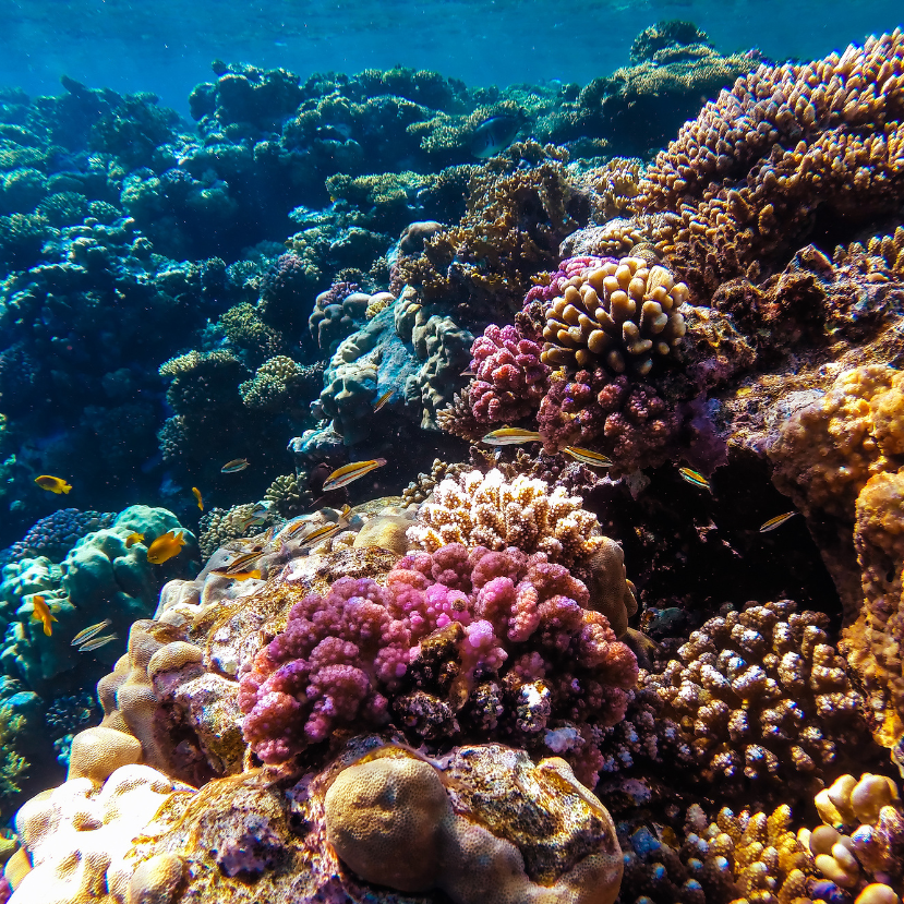 Érintetlen mélytengeri korallzátonyokat fedeztek fel 