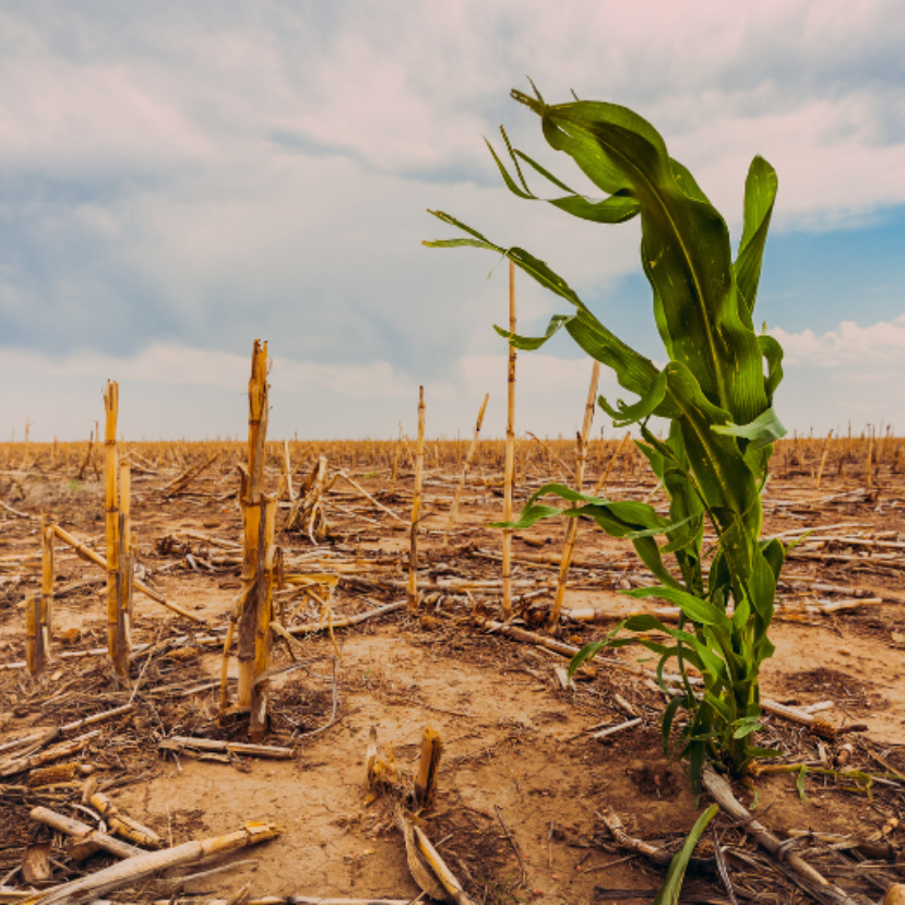 A klímaváltozás hatásai a mezőgazdaságban