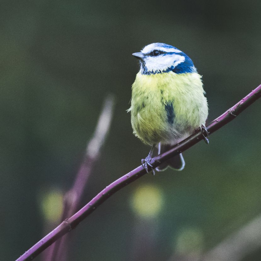 Indul a Tavaszi természetles lakossági madár- és állatszámlálási akció