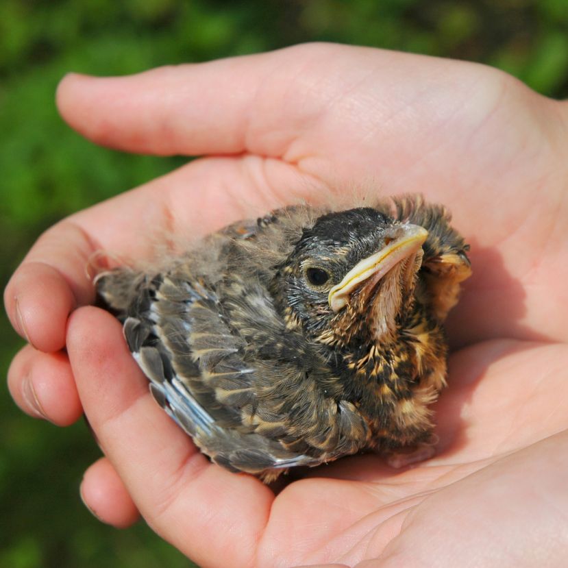 Lakossági felhívás – a talált madárfiókák többsége nem árva, nem szorul megmentésre, ne szedjük össze őket!