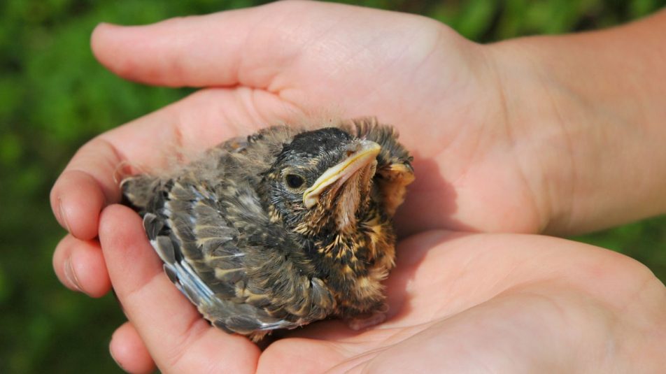 Lakossági felhívás – a talált madárfiókák többsége nem árva, nem szorul megmentésre, ne szedjük össze őket!