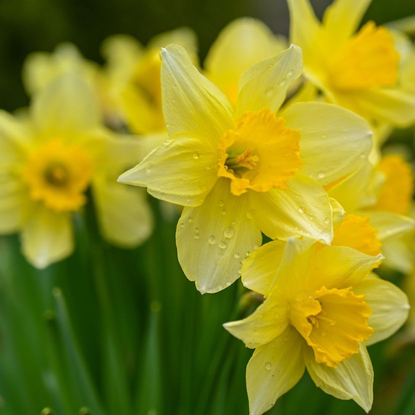 Több ezer nárcisz virágzik a vácrátóti Nemzeti Botanikus Kertben