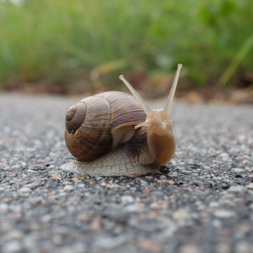 Hol vannak a csigák, amikor nem esik az eső?