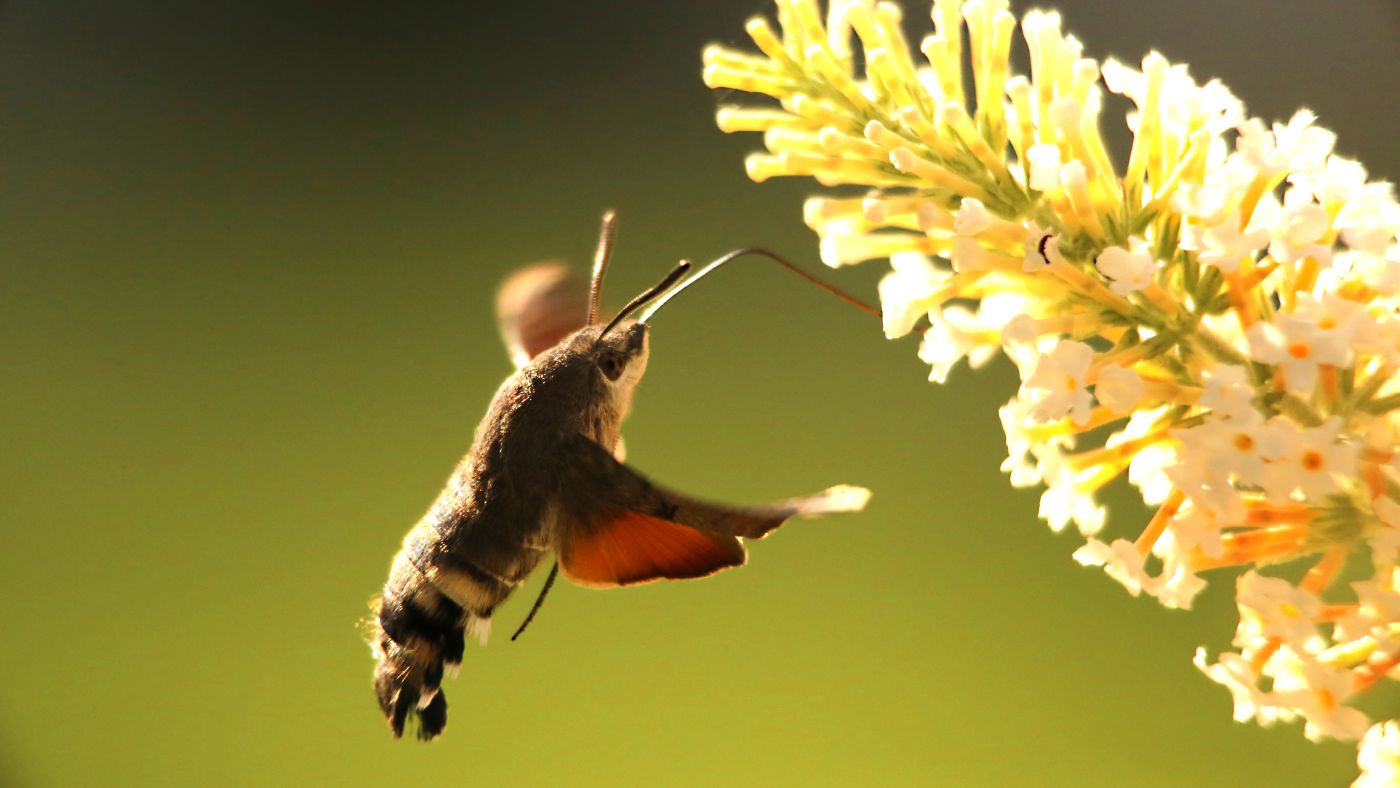 Tudtad, hogy él itthon is „kolibri”?