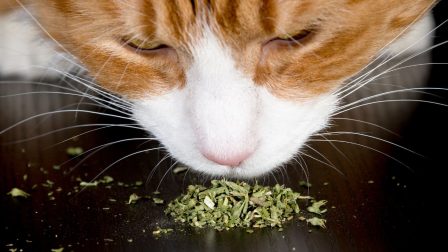 A macskák drogja nem okoz függőséget