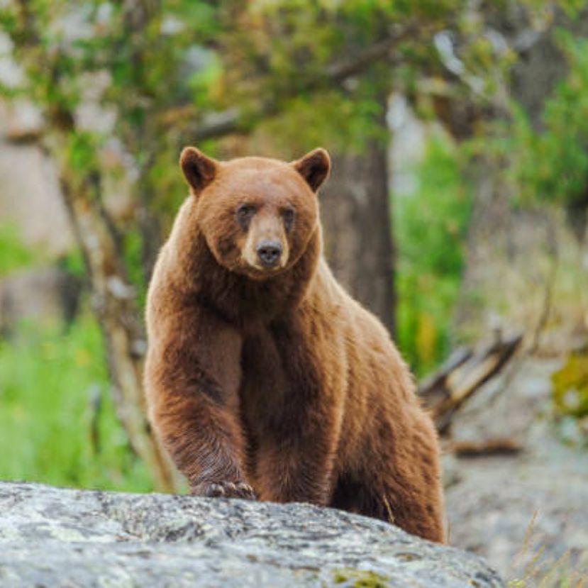 Romániában szigorúbb megelőző intézkedéseket hoznak a medvék nagy száma miatt