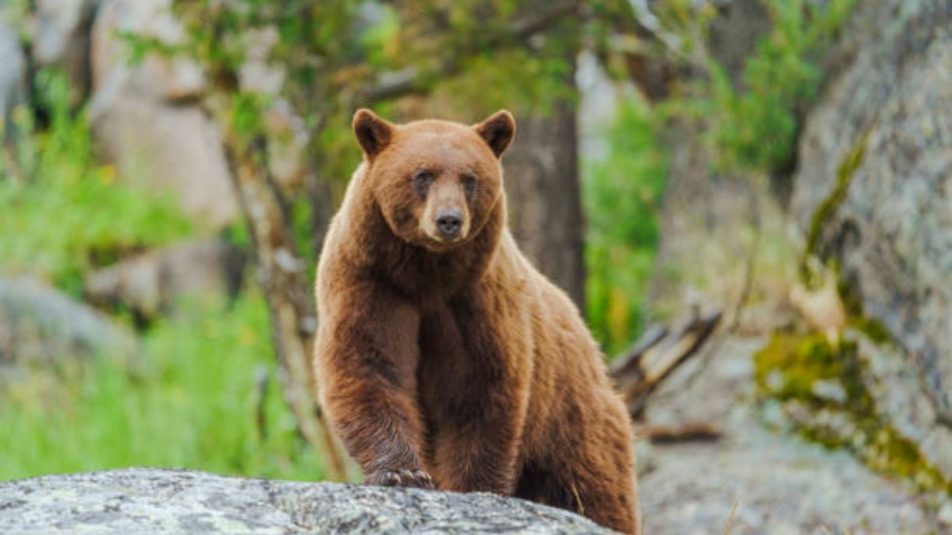 Romániában szigorúbb megelőző intézkedéseket hoznak a medvék nagy száma miatt