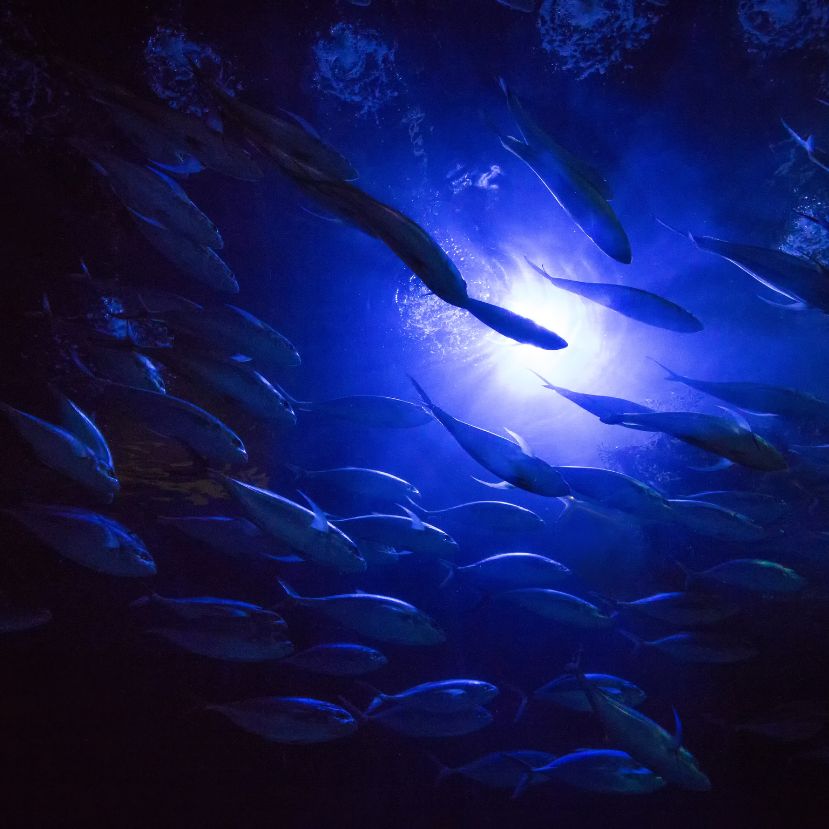 Több mint 8 kilométeres mélységben élő halakat fedeztek fel
