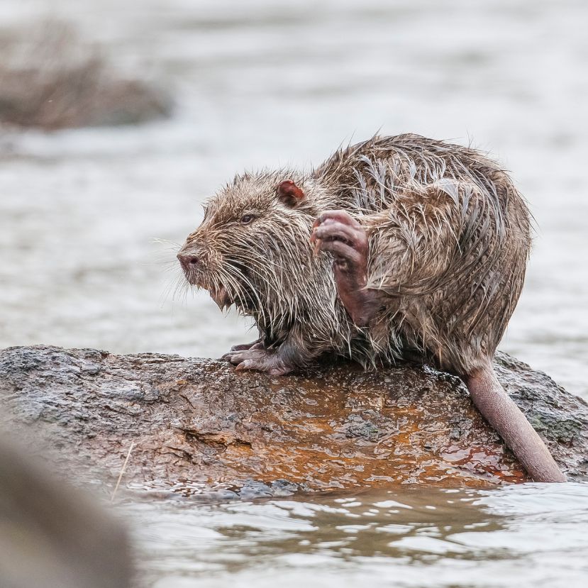 Az invazív hódpatkányok fenyegetik árvizekkel Kaliforniát