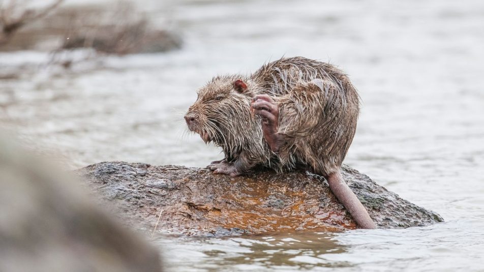 Az invazív hódpatkányok fenyegetik árvizekkel Kaliforniát