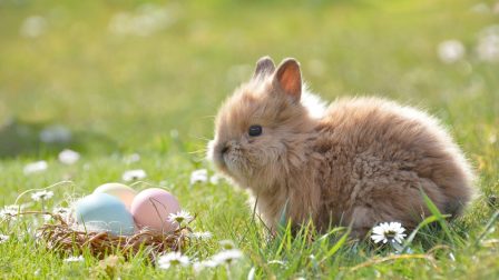 Állatot tartani húsvétkor is nagy felelősség
