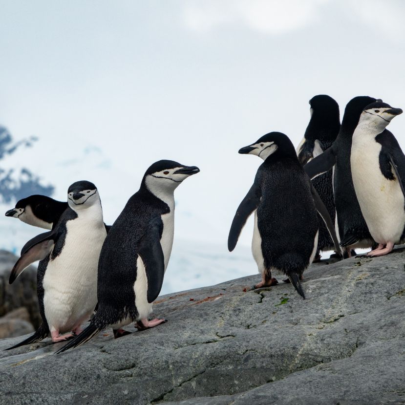 A pingvinürülék kulcsfontosságú lehet a bolygó túléléséhez