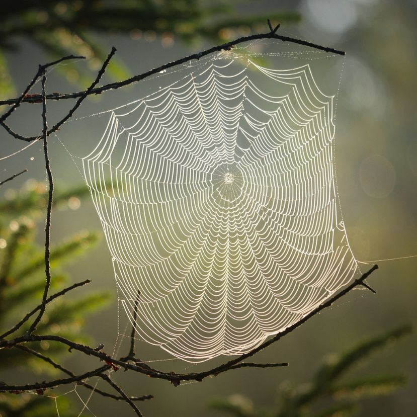 Jelentősen visszaszorulnak a hasznos pókok a mezőgazdasági területeken