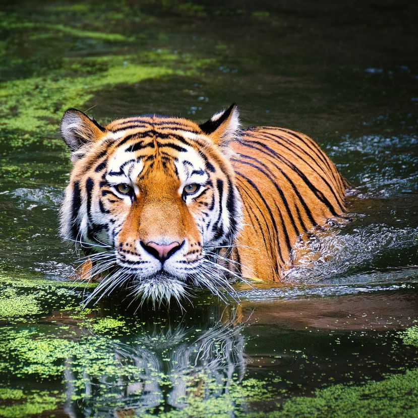 Gyarapodott a tigris populáció Indiában