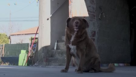 Harmincegy éves lett a világ legidősebb kutyája