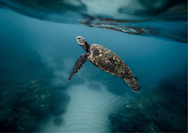Panama törvényes jogokat ad a tengeri teknősöknek