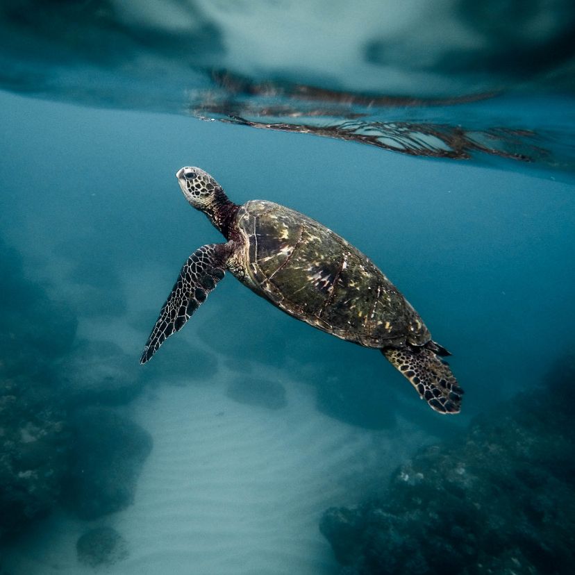 Panama törvényes jogokat ad a tengeri teknősöknek