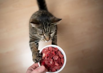 Macskaetetés hússal