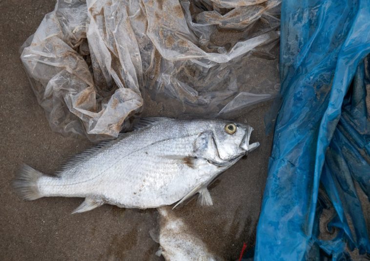 Műanyagszennyezéstől elpusztult hal