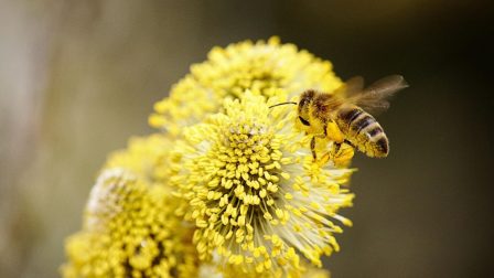A városi méhlegelők környezeti hatásait vizsgáló kutatási program indult Szegeden