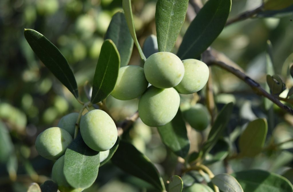 Olajfán termő olívabogyó 