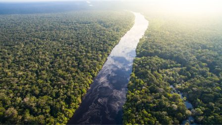 Csökkent az erdőírtás mértéke az Amazonas régióban