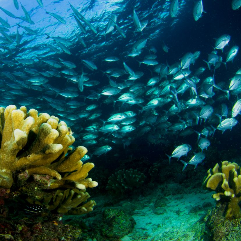 Mesterséges intelligenciával figyelik a korallzátonyok életét
