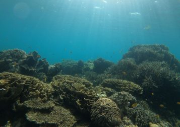 Tengeri korallzátony