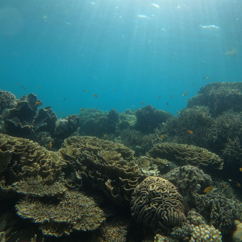Egyre rosszabb állapotban vannak a korallzátonyok