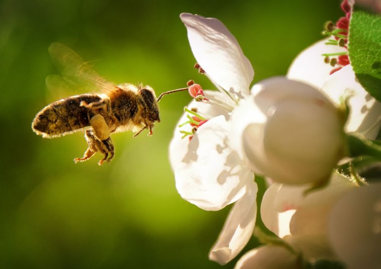 Beporzást végző méh