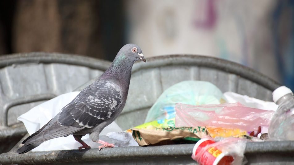 Újabb kétszáz budapesti kukára kerül fedő a madarak miatt
