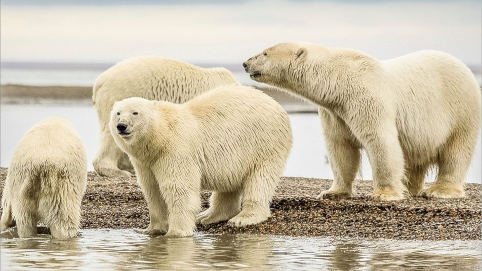 A múlt jegesmedvéi túlélték a meleget