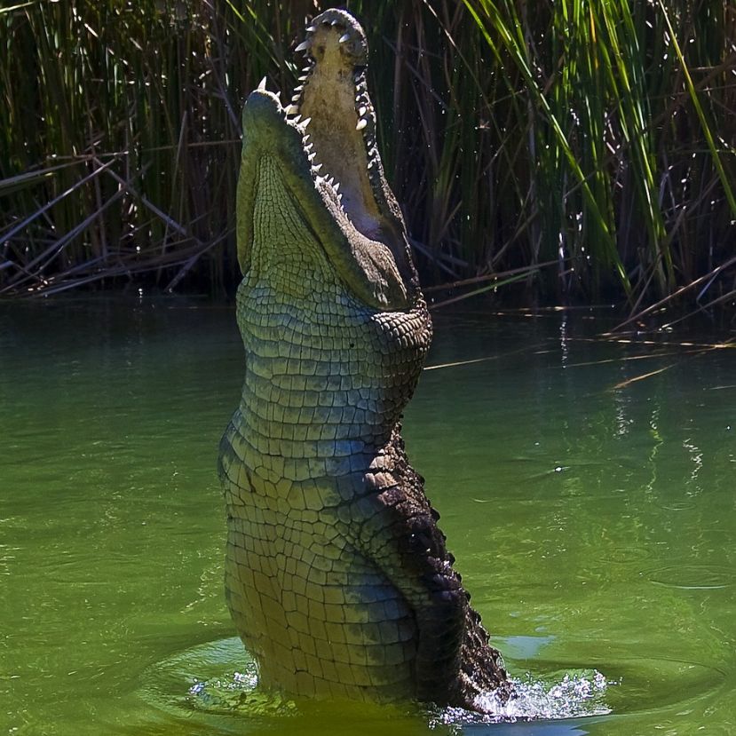 120 éves a világ legnagyobb krokodilja